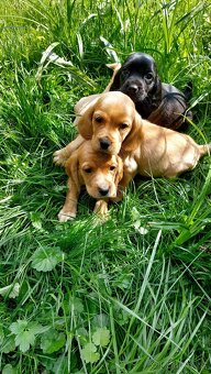 Kokrspanel,kokeršpaniel,beagle,bigel - 2