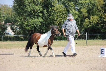 Shetland pony - 2