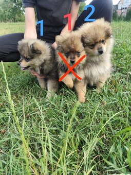 Štěňátka špic pomeranian - 2