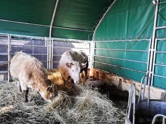 Přístřešek Pro Zvířata 6 X 6 X 3,7 M + Boční Sítě - 2