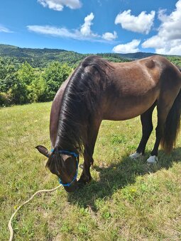Vymena Welsh pony D, výmena za qh, aph zriebä - 2