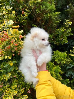 Pomeranian - 2