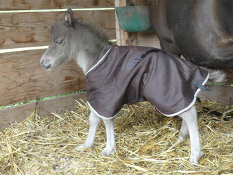 Americký miniaturní kůň , AMHA -minihorse - 2