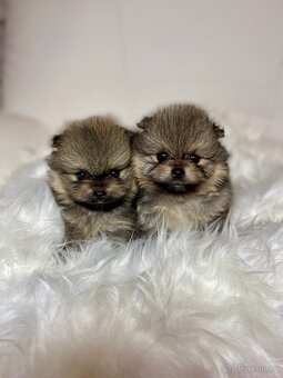 Pomeranian s PP FCI - nádherná štěňátka - 2