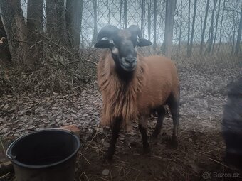 Kamerunský beránek - 2