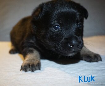 Malé plemeno štěňata MEDI s PP - 2