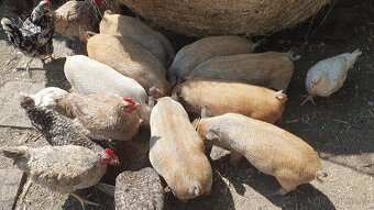 Vietnamské sele - 2