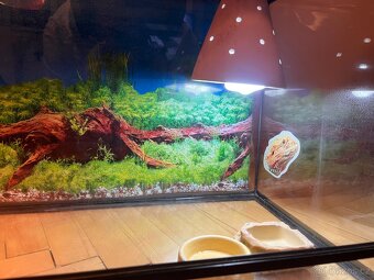 Terárium pro agamu – 80x35 cm – - 2