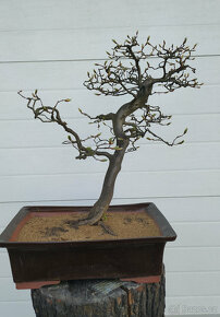 36-ti letá bonsaj - Habr obecný (Carpinus betulus) - 2