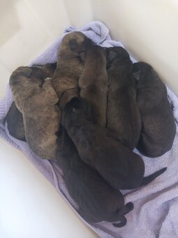 Štěňátka Cane Corso - 2