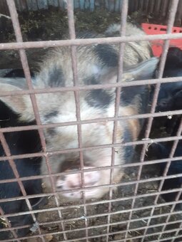 Kune kune - 2