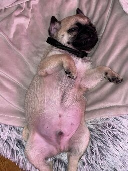 Mops - štěně - 2