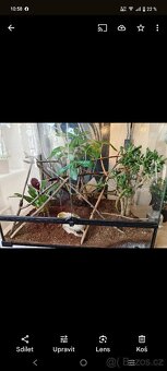 Terárium + Chameleon - 2