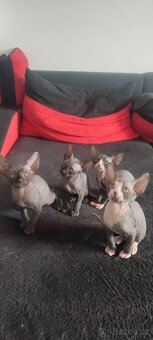 Sphynx - 2