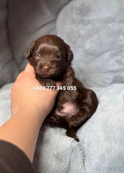 Maltipoo F1 Chocolate, 2,5 měsíce male boy - 2