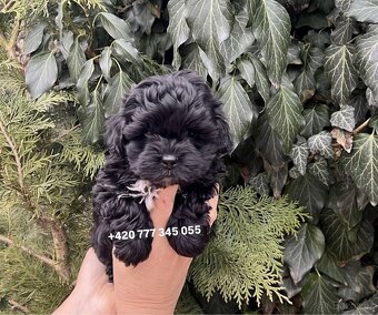 Maltipoo Black, fenka 800€ - 2