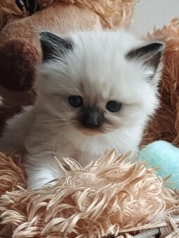 Ragdoll koťátka s PP - 2