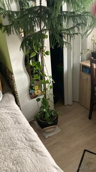 Blahočet ztepilý (pokojová jedle) 160cm vysoká - 2