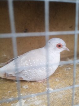 Kakariki rudocely žebříčky a holoubky - 2
