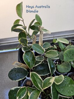 Hoya, voskovka - pokojová rostlina různé - 2
