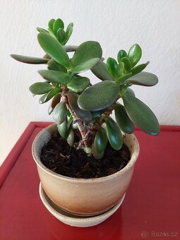 Pokojová květina Tlustice - 2