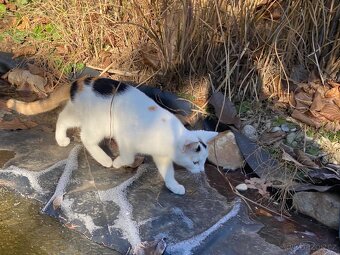 Koťátko, kotě - 2