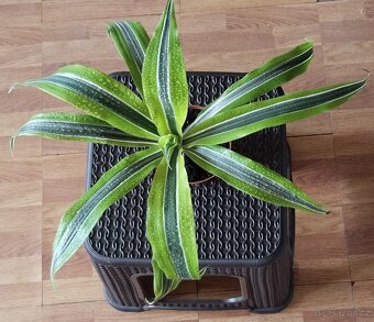 Dracena1 - 2
