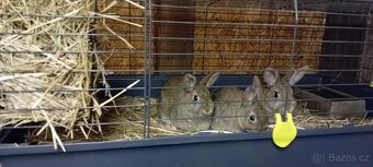 Prodám zakrslé králíky - 2