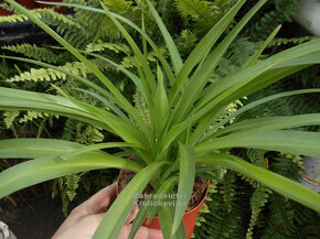 Zelenec (pokojová rostlina) - 2