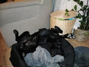 Daruji labradora - 2