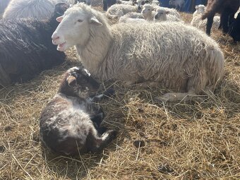 Prodej stáda ovcí – Šumavská ovce s PP - 2