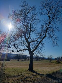Strom vlašský ořech, ořešák celý strom - 2
