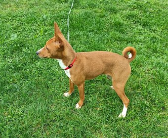 Basenji - prodám fenku bez pp - 2