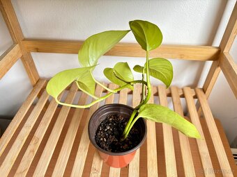 Epiprrmnum aureum Neon Šplhavnice - 2