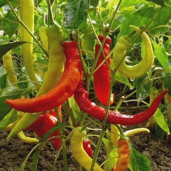 Sazenice chilli různých druhů - 2