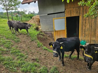 Dahomey, býček, tele - 2