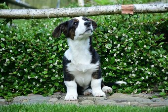 Welsh corgi cardigan - 2