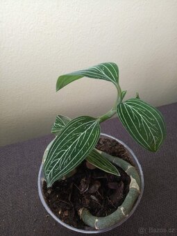 Ludisia discolor var. alba - 2