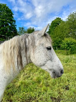 Dobrý menší koník - větší pony valach - 2