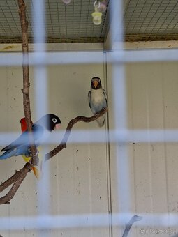 Agapornis škraboškový - 2
