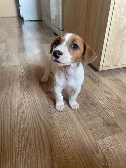 Jack russel teriér - 2
