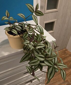 Tradescantia Zebrina Bosse - 2