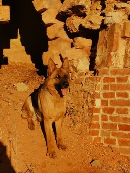 Daruji fenku Německého ovčáka - 2