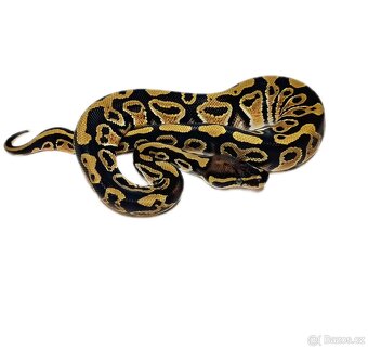 Krajta Královská - 2