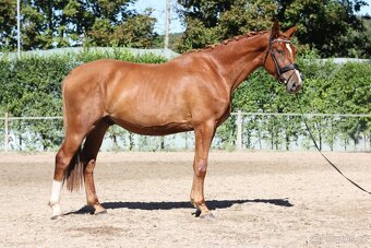 Tříletý perspektivní valach - 2