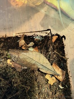 Prodej chvostoskoků a isopodů - 2