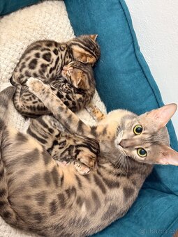 Bengálské koťátka - 2