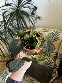 Philodendron Micans - pokojovka - 2