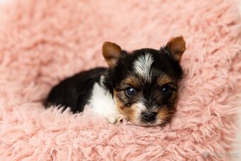 Biewer a Biro Yorkshire Terrier s PP, Jorkšír terier s PP - 2