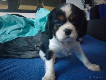 Kavalír king charles španěl - 2